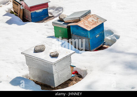 Apicoltura in inverno. Il cantiere di api o apiario è coperto di neve. La colorata alveari sono chiuso per l'inverno. Foto Stock