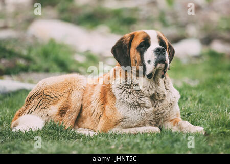 San Bernardo o San Bernardo cane sedersi all'aperto nel verde prato primavera. Il San Bernardo o San Bernardo è una razza molto grande cane da lavoro Dal Western Foto Stock