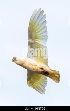 Goffin Cacatua in volo su Byron Bay Foto Stock