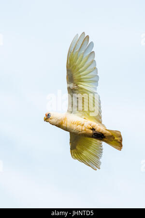 Goffin Cacatua in volo su Byron Bay Foto Stock