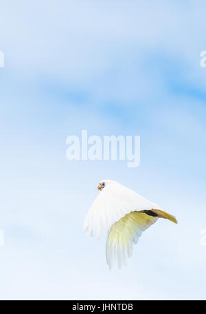 Goffin Cacatua in volo su Byron Bay Foto Stock