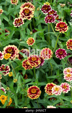 Zinnia hybrida. Zinnia 'Haageana jazzy mix di fiori Foto Stock