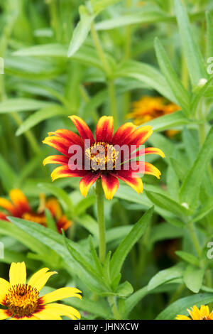 Zinnia hybrida. Zinnia haageana " vecchio Messico' fiori Foto Stock