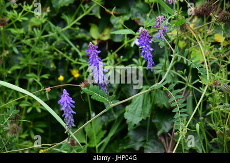 Viola la veccia fiori Foto Stock