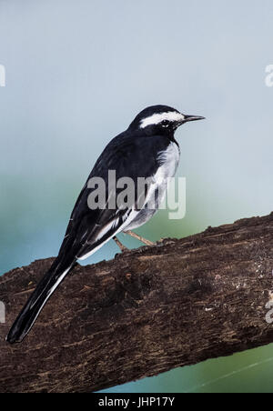 Bianco-browed wagtail o grandi pied wagtail, (Motacilla maderaspatensis),di Keoladeo Ghana National Park, Bharatpur Rajasthan, India Foto Stock