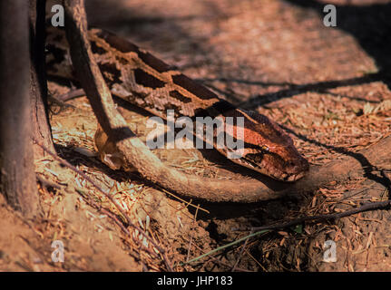 Indian rock o python python indiano, (Python molurus), di keoladeo ghana national park, bharatpur Rajasthan, India Foto Stock