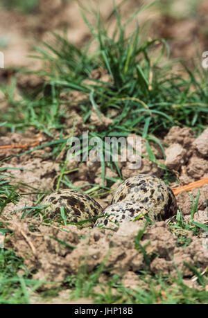 Uova nel nido di Red-Wattled Pavoncella,Vanellus indicus, in Keoladeo Ghana National Park, Bharatpur Rajasthan, India Foto Stock