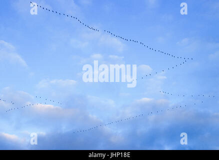 Stormo di oche Graylag, (Anser anser), migrano verso sud dal nord Europa, Isole britanniche, Regno Unito Foto Stock