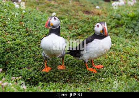 Due Atlantic pulcinelle di mare (Fratercula arctica), Skokholm Island, Pembrokeshire, Wales, Regno Unito Foto Stock