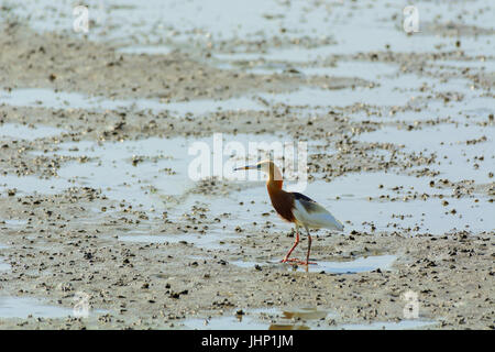 Laghetto cinese Heron Ardeola Bacco passeggiate sulla spiaggia. Al tempo di mare. Foto Stock