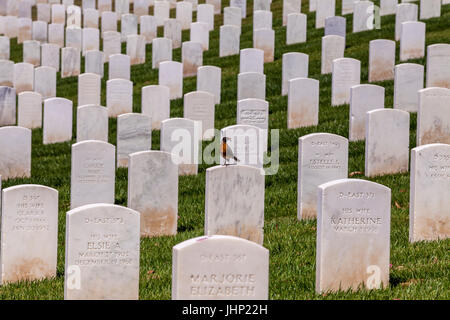 Un robin si appollaia su un oggetto contrassegnato per la rimozione definitiva in San Francisco il Cimitero Nazionale di San Francisco, California, Stati Uniti d'America Foto Stock