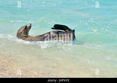 Galapagos Sea Lion (Zalophus wollebaeki) ragazzi giocare Nello shallow surf, Puerto Baquerizo Moreno, San Cristobal Island, Ecuador Foto Stock