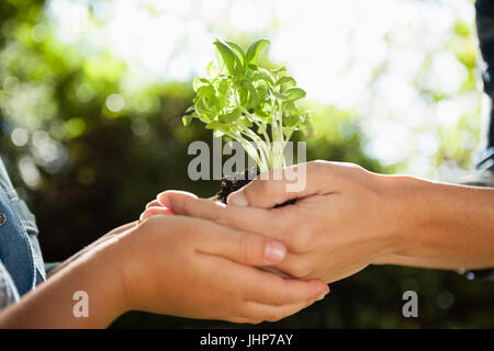 Immagine ritagliata della madre dando la piantina per la figlia in cortile Foto Stock