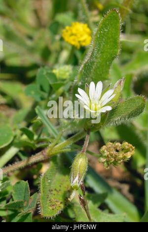 Mouse comune-orecchio - Cerastium fontanum fiore, le gemme e le capsule con la luppolina - Medicago lupulina Foto Stock