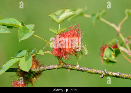 Robin's cuscino Pin Gall - Diplolepis rosae, su rosa canina - Rosa canina Foto Stock