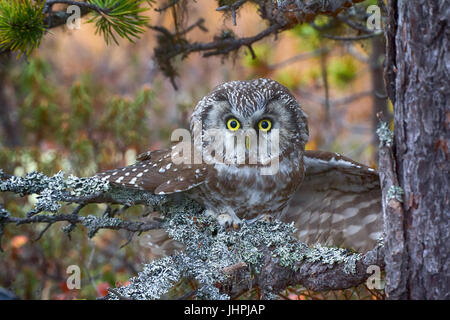 Il gufo aggressivi in attacco (predatore notturno, spawn del diavolo). Civetta capogrosso (boreale owl, Aegolius funereus) è tipico abitante di taiga, rare bir Foto Stock