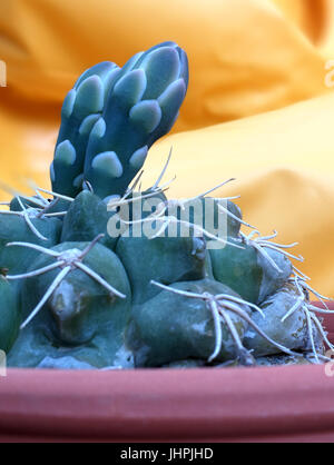 Cactus fiore non aperti Foto Stock