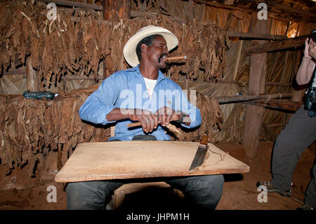 Gentleman cubana laminazione di un sigaro in una baracca di asciugatura vicino Vinalles, Cuba Foto Stock