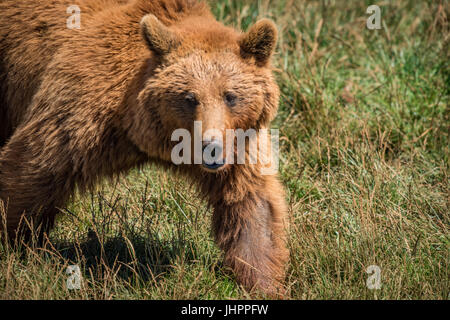 Close-up di orso bruno camminando in Prato Foto Stock