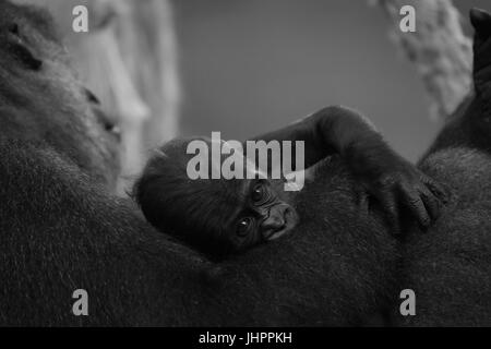 Mono baby gorilla sul braccio della madre Foto Stock