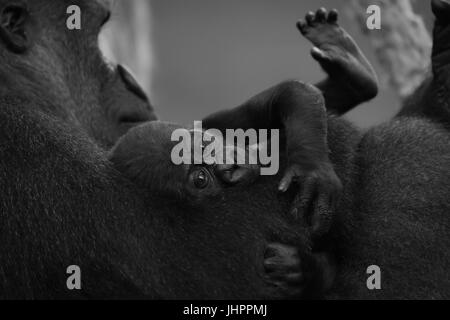Mono gorilla di bambino in braccio alla Madre Foto Stock