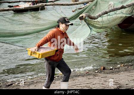 Il vietnamita donna che la porta di cattura di gamberetti in un cesto in plastica. Dicembre 26, 2013 - Da Nang, Vietnam Foto Stock