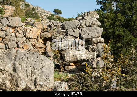 Santo querce sono ancora in fase di crescita sulle pendici di Lasithi Plateau fino all'Altopiano Nisimos in tra le rovine delle case abondanned. An den Hängen von Foto Stock