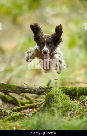 English Springer Spaniel in impostazione di bosco Foto Stock