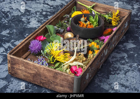 Set di erbe, piante e infiorescenze in una scatola di legno Foto Stock