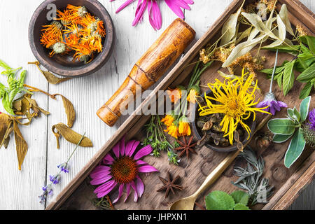 Set di erbe, piante e infiorescenze in una scatola di legno Foto Stock