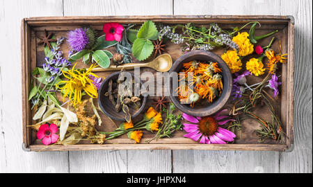 Set di erbe, piante e infiorescenze in una scatola di legno Foto Stock