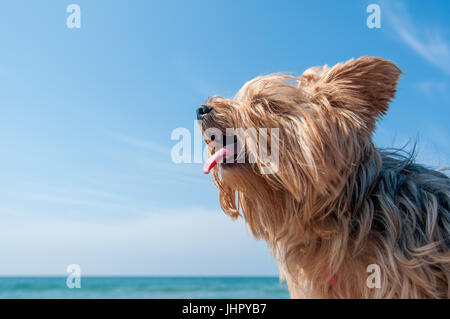 Capelli lunghi yorkshire in spiaggia Foto Stock