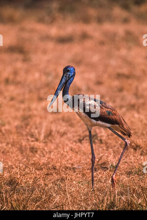 Immaturo Black-Necked Stork,(Ephippiorhynchus asiaticus), di Keoladeo Ghana National Park, Rajasthan, India Foto Stock