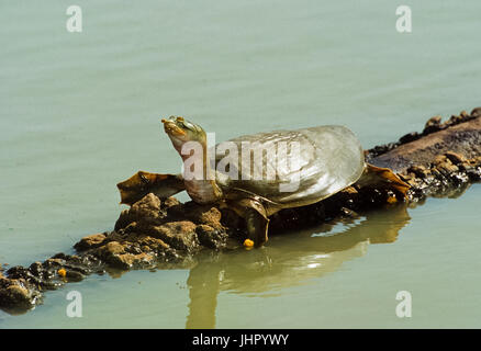 Indian flapshell tartaruga (Lissemys punctata) Keoladeo Ghana National Park, Bharatpur Rajasthan, India Foto Stock