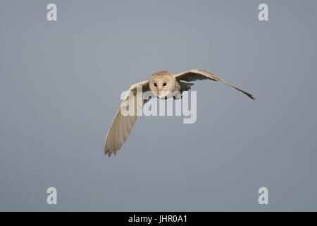 Caccia Barbagianni Foto Stock