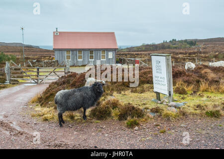 Scottish croft business - Croft Lane e tessitori - penisola di Applecross, Wester Ross, Scotland, Regno Unito Foto Stock