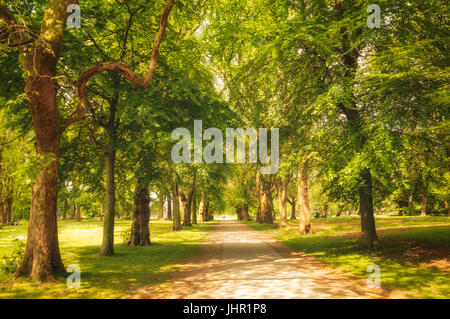 Bellissima foresta verde in estate il sole, England, Regno Unito Foto Stock