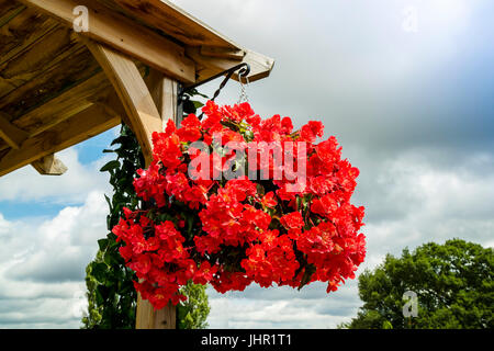 Appendere il cestello con red trailing begonie (Begonia pendula) . Foto Stock