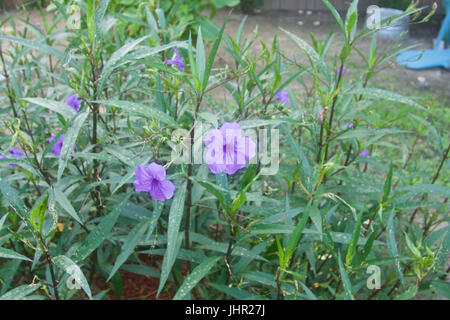 Viola fiori selvatici. Foto Stock