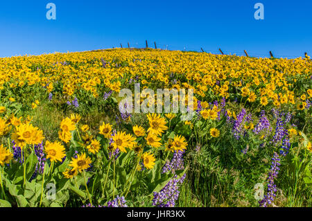 Millefiori praire con Balsamroot e di lupino in fiore Foto Stock