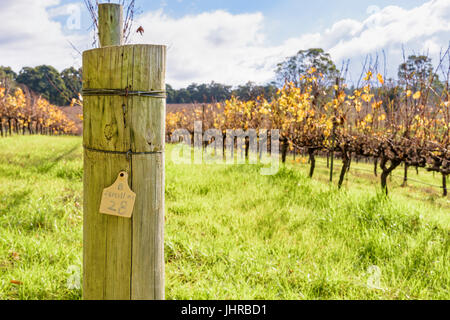 Righe di Semillon vitigni in inverno a Aravina cantina immobiliare nella regione di Margaret River, Yallingup, Australia occidentale Foto Stock