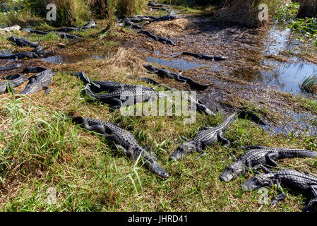 Gli alligatori americani (Alligator mississippiensis) crogiolarsi nella Everlades National Park, Florida, Stati Uniti d'America Foto Stock