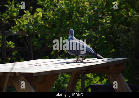 Pigeon, piccioni selvatici, rock colomba o Columba livia Foto Stock