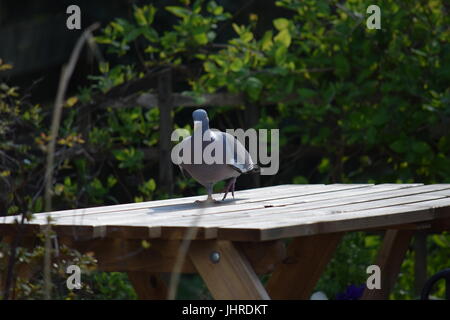 Pigeon, piccioni selvatici, rock colomba o Columba livia Foto Stock