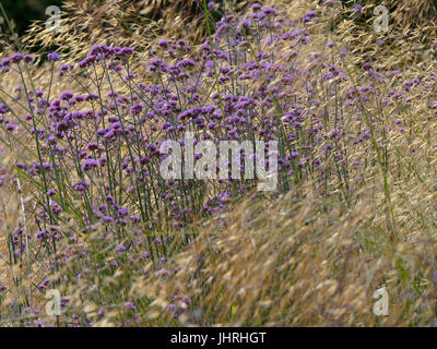 Verbena bonariensis e l'erba Stipa giganta a bordo del giardino Foto Stock