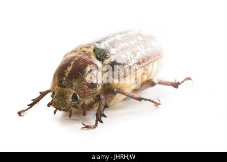Femmina Polyphylla fullo Foto Stock