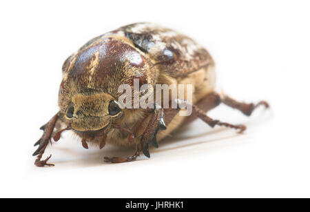 Femmina Polyphylla fullo Foto Stock