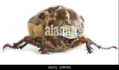 Femmina Polyphylla fullo Foto Stock
