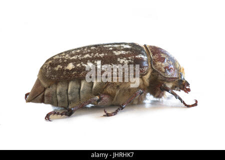 Femmina Polyphylla fullo Foto Stock