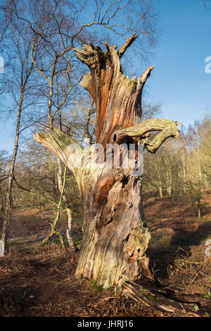 Albero morto tronco, Foresta di Sherwood, Nottinghamshire, East Midlands, Regno Unito Foto Stock